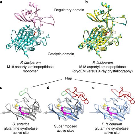 aspartyl|aspartyl aminopeptidase.